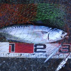 カツオが釣れました