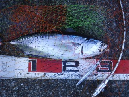 カツオが釣れました