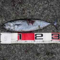 先週に続いてカツオが釣れました