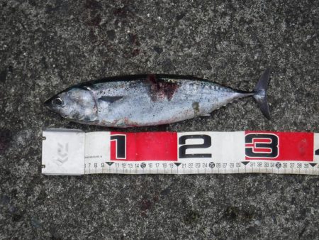 先週に続いてカツオが釣れました
