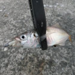 豆アジに癒されて