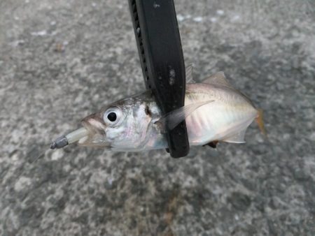 豆アジに癒されて