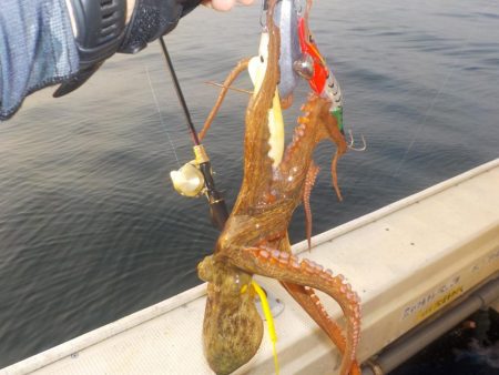 タコ第３戦〜盛和丸〜