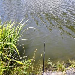 淀川のワンドでタナゴ釣り