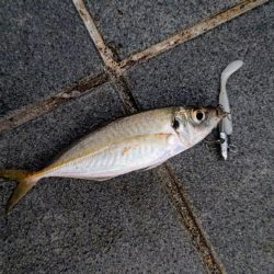 ソウダガツオ狙い