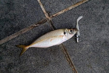 ソウダガツオ狙い