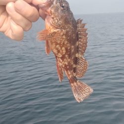 日本海春イカ終了、ロックフィッシュ開幕