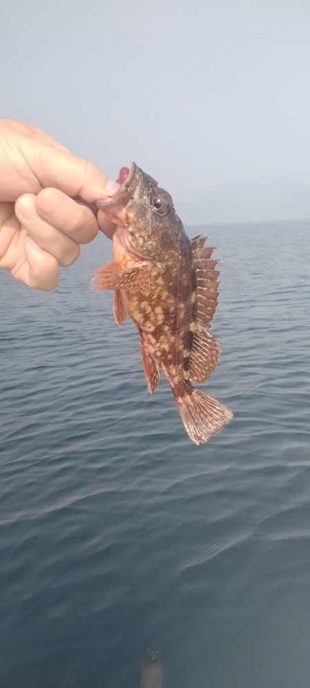 日本海春イカ終了、ロックフィッシュ開幕