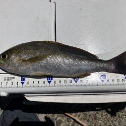 神谷荘さんでカゴ釣り