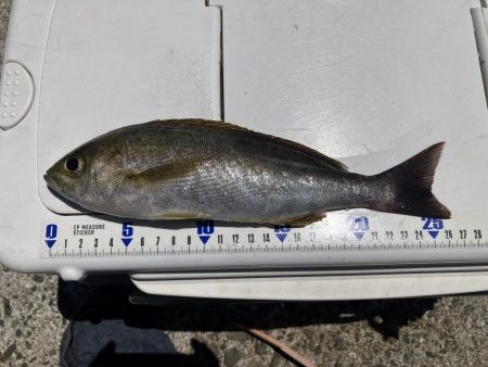 神谷荘さんでカゴ釣り