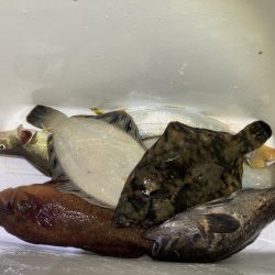 えりも岬で五目吊り！あの魚が釣れる！？