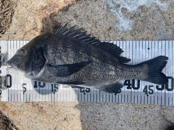 イチノ兄弟、釣果！