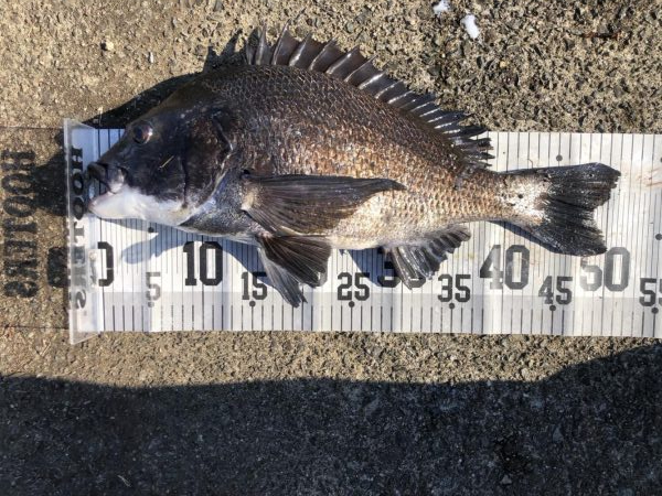 イチノ兄弟、釣果！