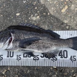 イチノ兄弟、６８匹！