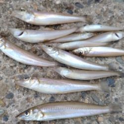 日ムラ激しい播磨新島のキス