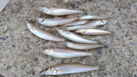 日ムラ激しい播磨新島のキス