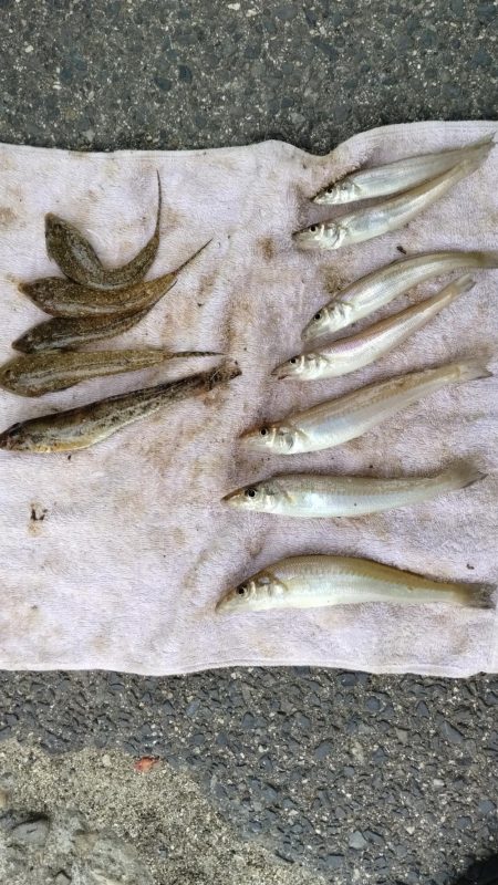 津名・志筑のキス調査