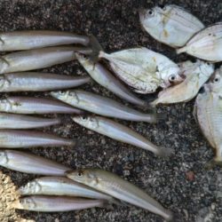 シーズン初の津居山釣行