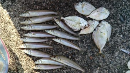 シーズン初の津居山釣行