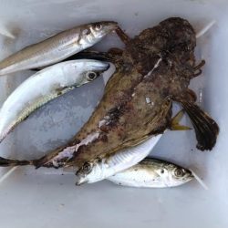 近場のキスが釣れません