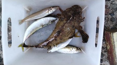 近場のキスが釣れません
