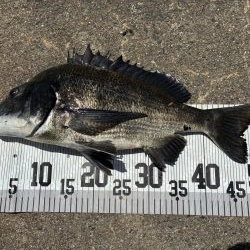 イチノ兄弟、７６匹！