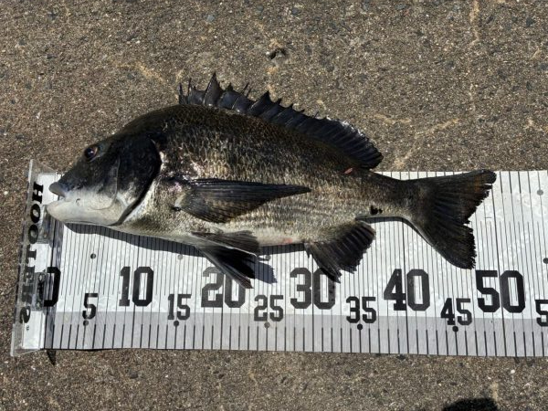 イチノ兄弟、７６匹！