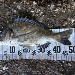 イチノ兄弟、６０匹！