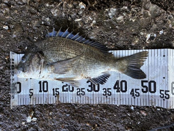 イチノ兄弟、６０匹！