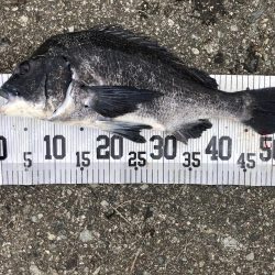 イチノ兄弟、63匹!