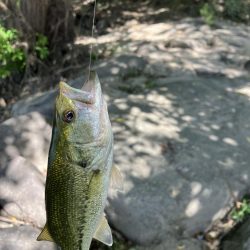 昭和タックルで川バス