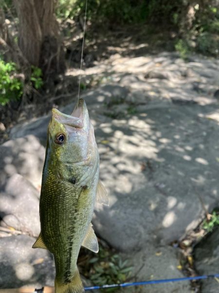 昭和タックルで川バス