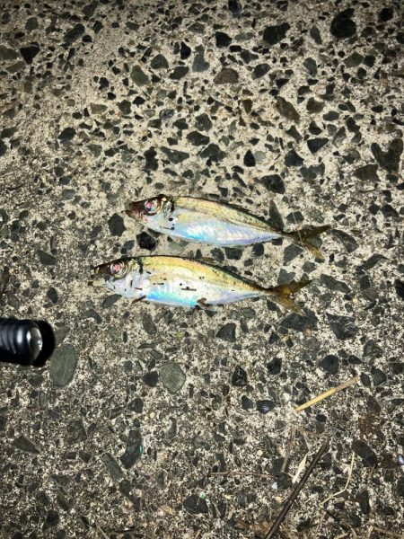 ナイトアジング