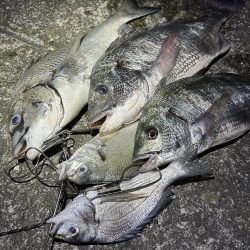 のんびり待つだけで入れ食い