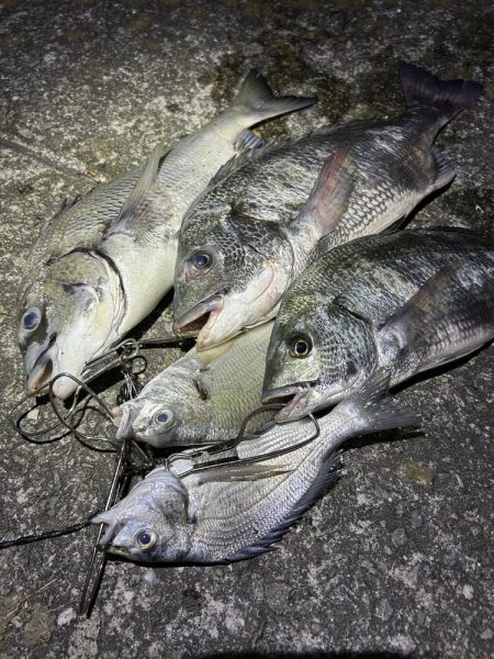 のんびり待つだけで入れ食い