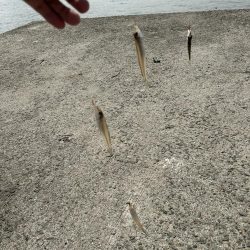 ★★潮まわり悪くてもキス釣れますよ★★