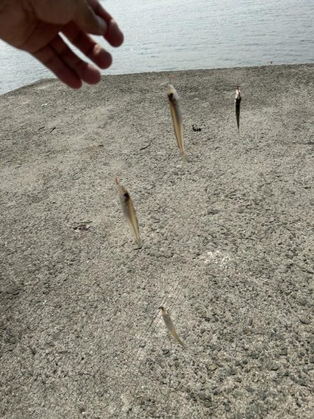 ★★潮まわり悪くてもキス釣れますよ★★