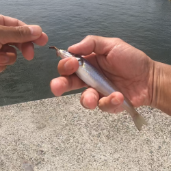 ★★キスますます釣れ出した★★