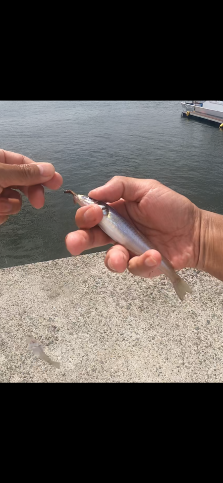 ★★キスますます釣れ出した★★