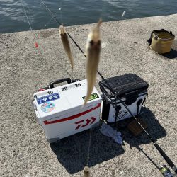 餌取り多いがキスも山盛り釣れます