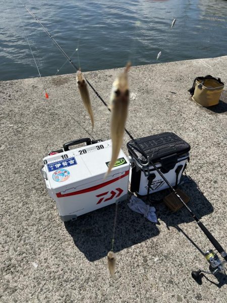 餌取り多いがキスも山盛り釣れます