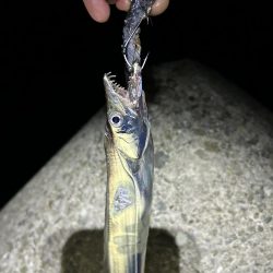 ★★初の太刀魚狩りで大爆釣★★