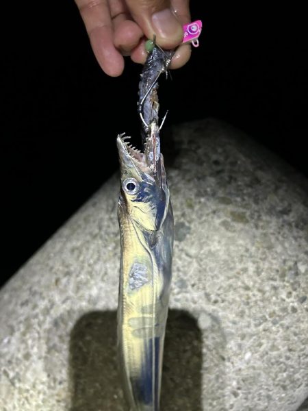 ★★初の太刀魚狩りで大爆釣★★