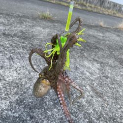 ブルーインパルス見ながらタコ釣り
