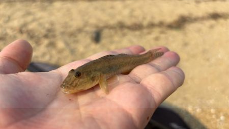 まだ小さいけどハゼがいる事を確認！キスはまだかな～