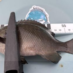 活性は高いけど小型がかなり増えたかも