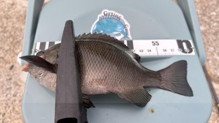 活性は高いけど小型がかなり増えたかも