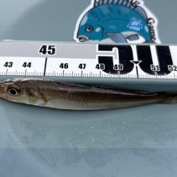 キス好調！サイズは小さい