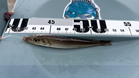 キス好調！サイズは小さい