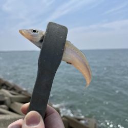 今年初キス釣り